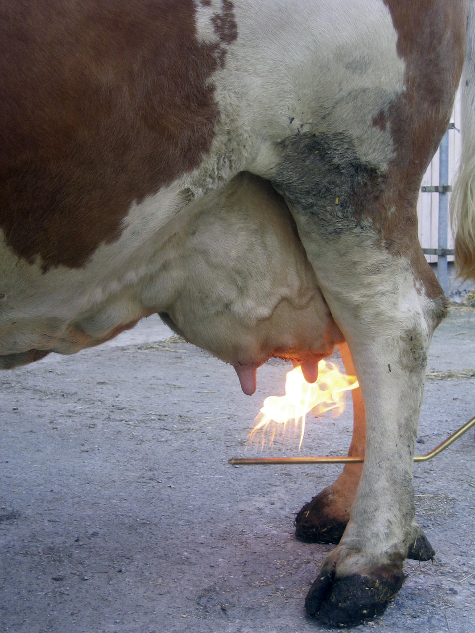 Express Farming Euterhaarentferner TERRA gebogene Lanze