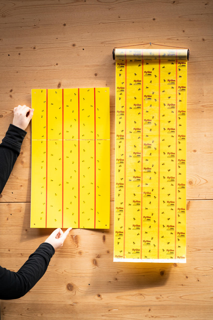 WAHL-Hausmarke FLY-GLUE - Stall-Fliegenblätter