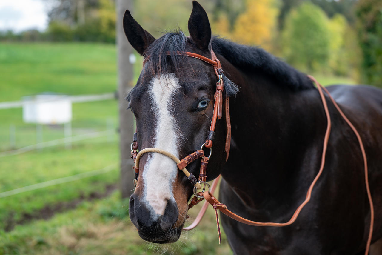 Schutz "Split Reins" 8' x 5/8''