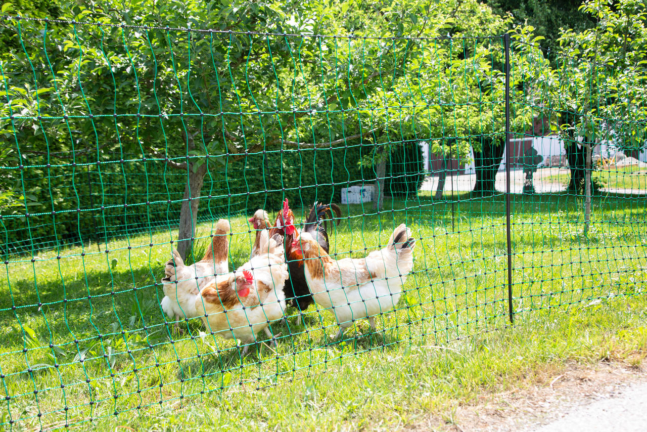 Kerbl PoultryNet Hühnerzaun 106cm, 25m lang