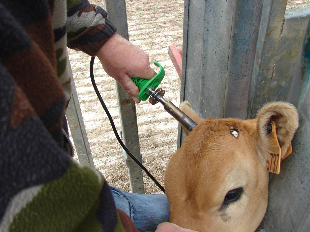 Express Farming SAROS Elektrischer Enthorner