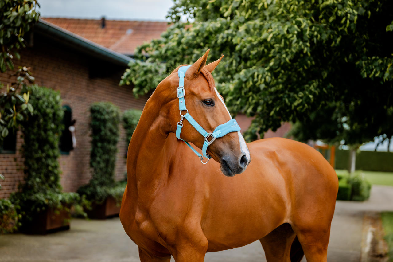 Horseware Signature Grooming Headcollar