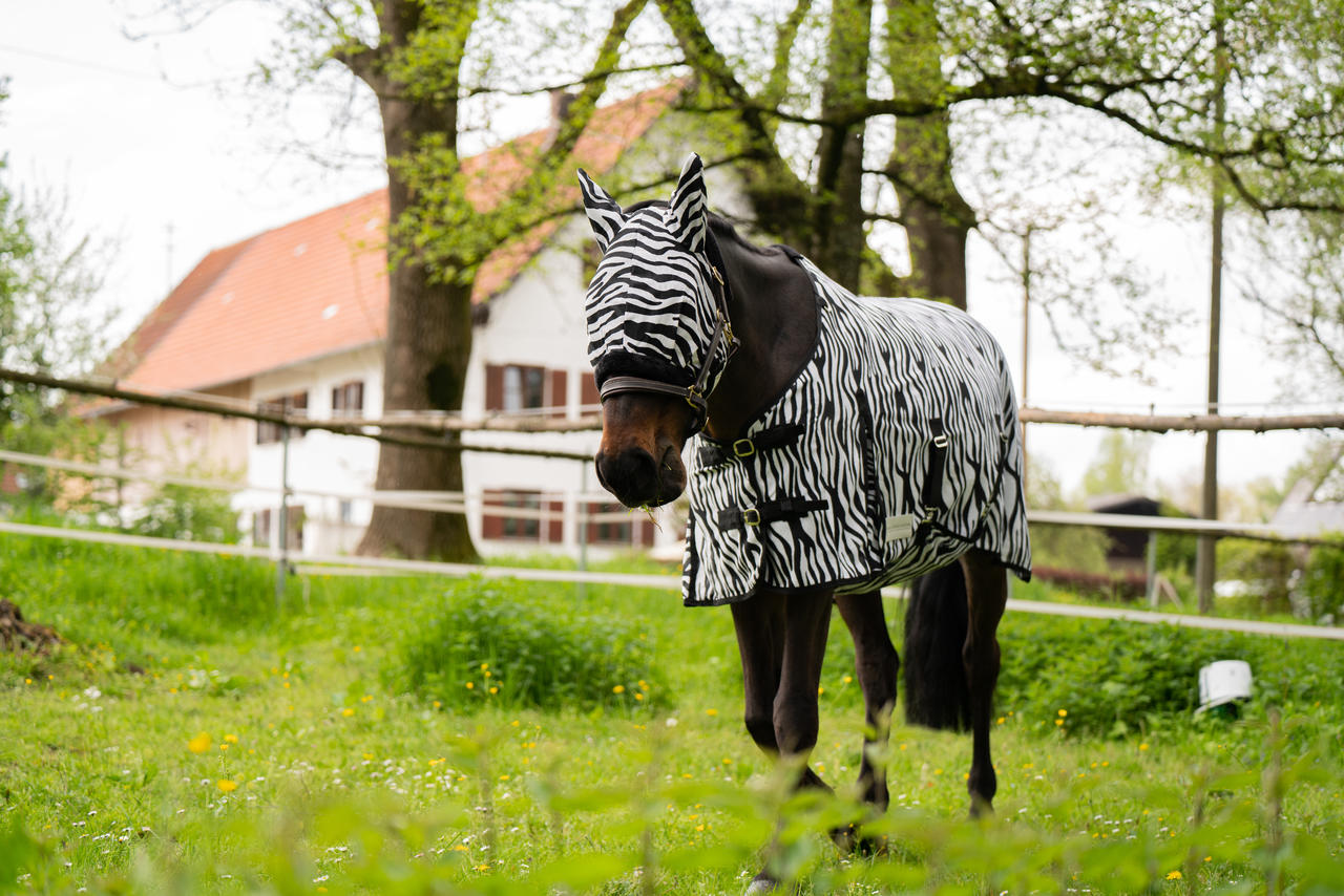 Waldhausen Fliegendecke Zebra