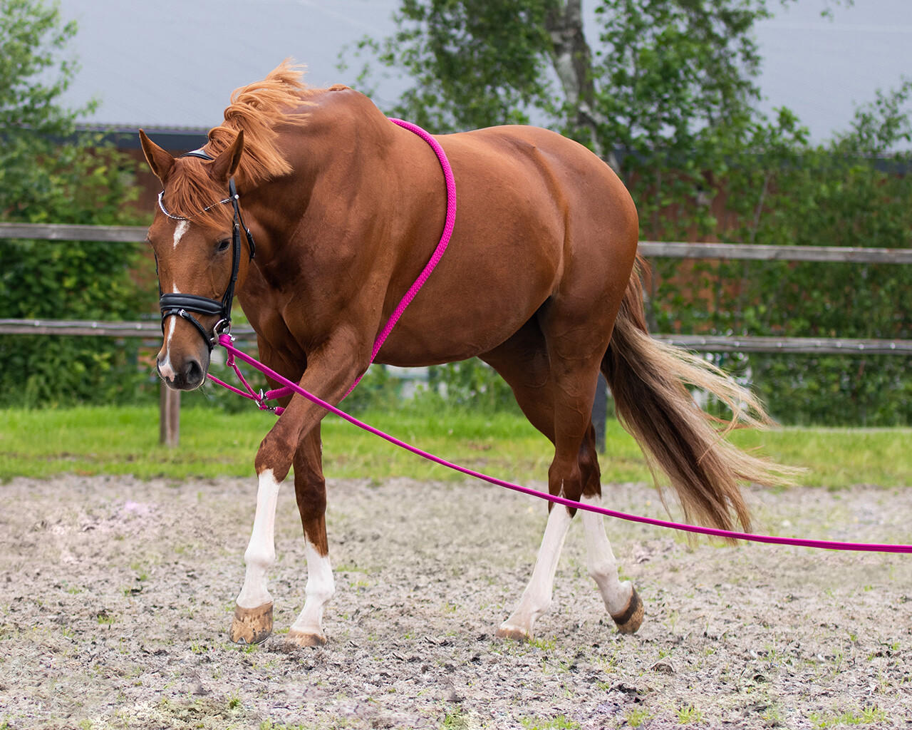 QHP Longierhilfe