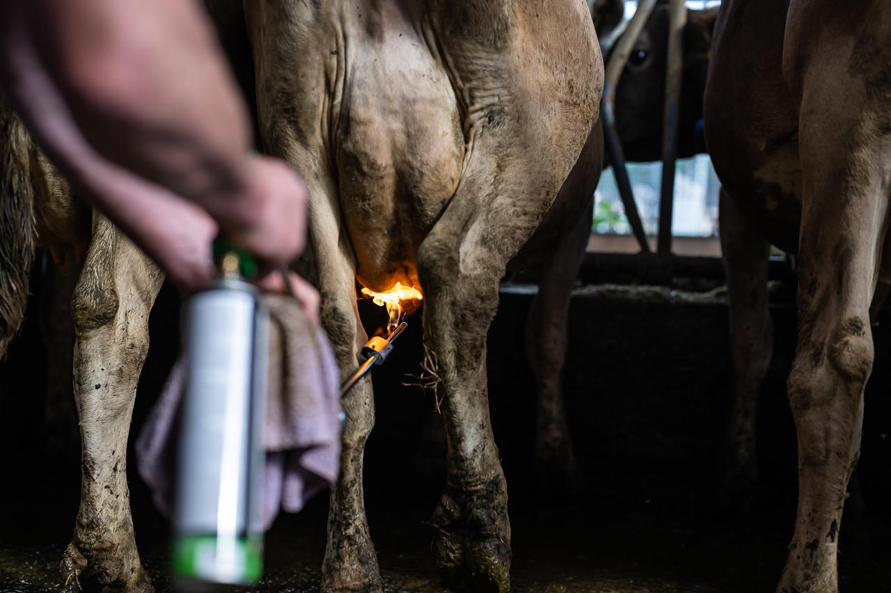 Express Farming Euterhaarentferner DANA verstellb. Lanze