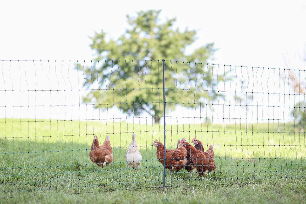 AKO PoultryNet Premium, 122cm, elektr.