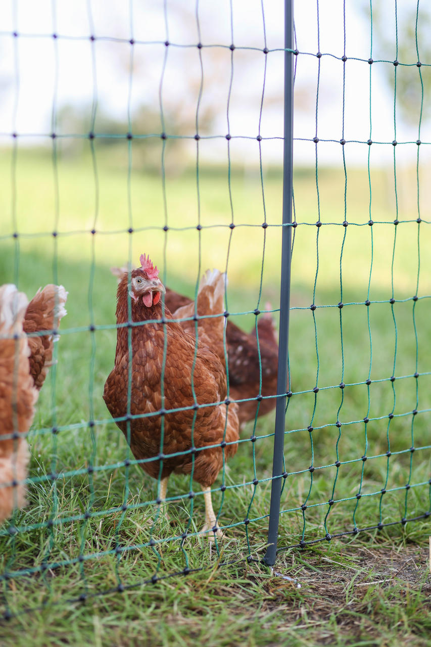 AKO PoultryNet Premium, 122cm, elektr.