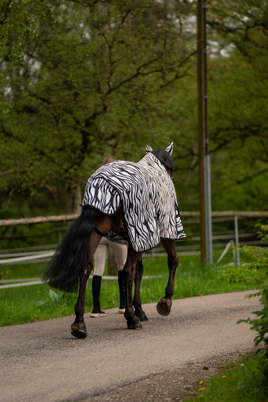 Waldhausen Fliegendecke Zebra