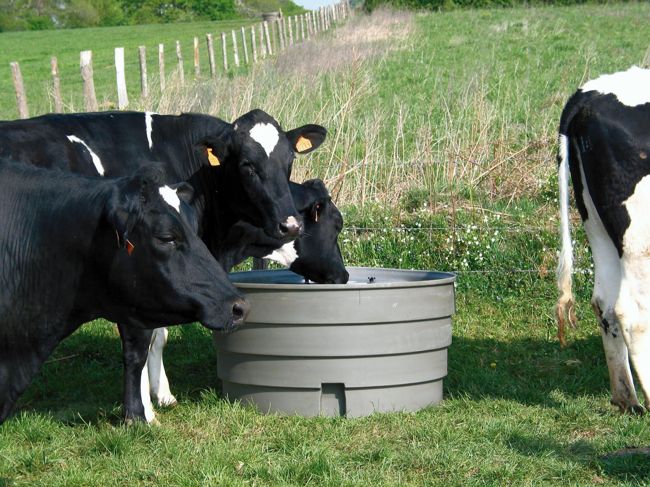 Horizont Weidetränke La GEE Superbac 1000 Liter